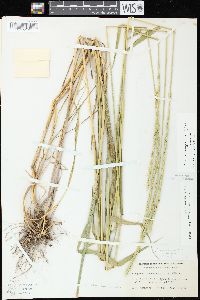 Elymus trachycaulus subsp. trachycaulus image