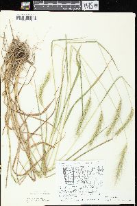 Elymus villosus var. villosus image