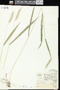 Elymus villosus image