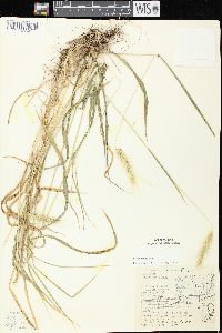 Elymus villosus var. villosus image