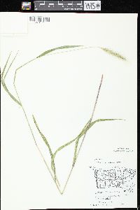 Elymus villosus image