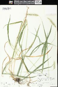 Elymus villosus image