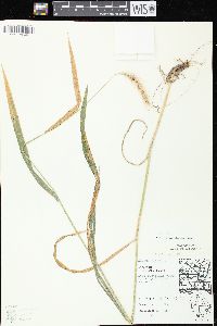 Elymus villosus image