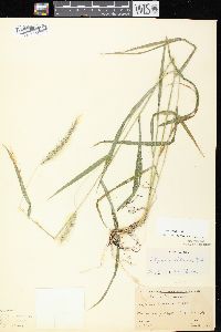 Elymus villosus var. villosus image