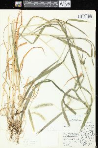 Elymus villosus image