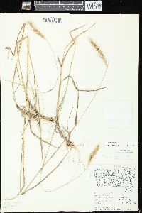 Elymus villosus image