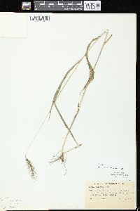 Elymus villosus image