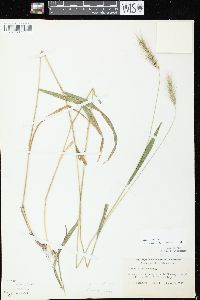 Elymus villosus image