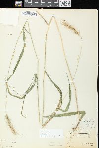 Elymus villosus var. villosus image