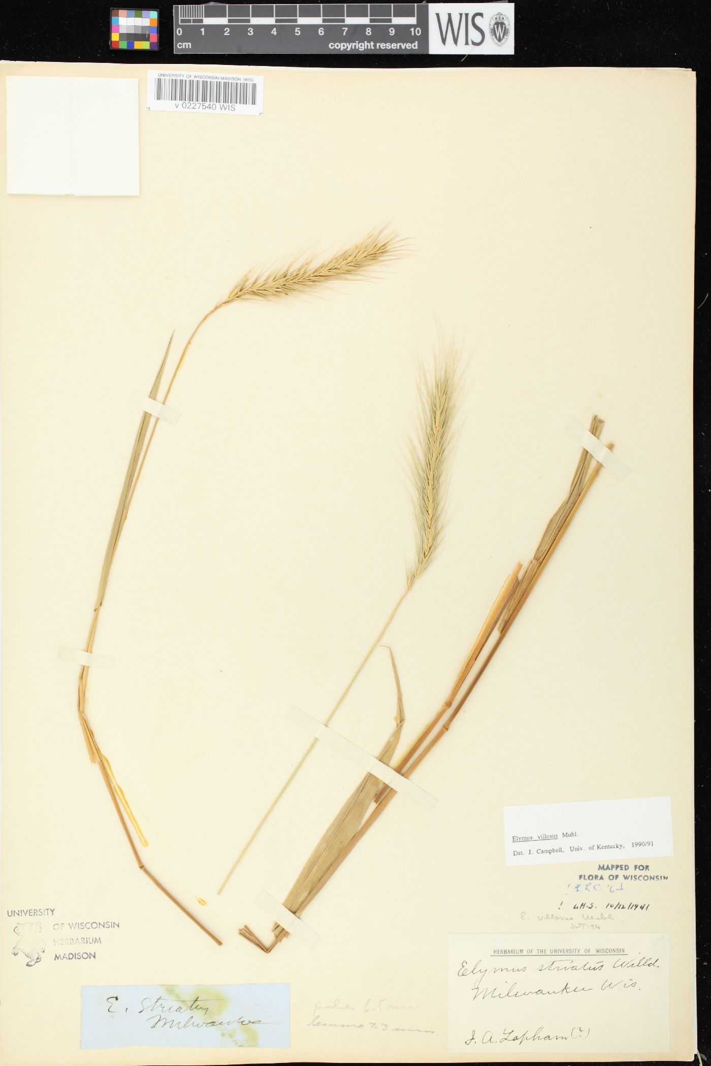 Elymus villosus var. villosus image