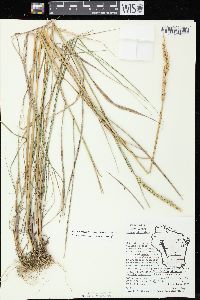 Elymus virginicus var. virginicus image