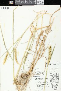 Elymus virginicus var. virginicus image