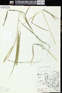 Elymus virginicus var. virginicus image