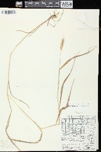 Elymus virginicus var. virginicus image