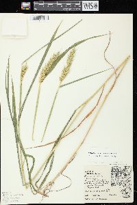 Elymus virginicus var. virginicus image
