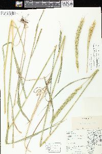 Elymus virginicus var. virginicus image