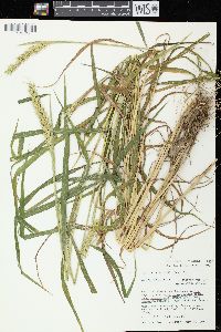 Elymus virginicus var. virginicus image