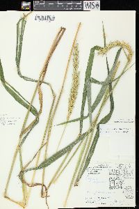 Elymus virginicus var. virginicus image