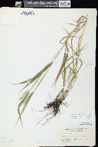 Elymus virginicus var. virginicus image