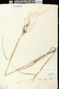 Elymus virginicus var. virginicus image