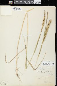 Elymus virginicus var. virginicus image