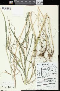 Elymus virginicus var. virginicus image