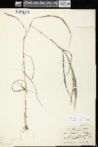 Elymus virginicus var. virginicus image