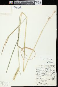 Elymus virginicus var. virginicus image