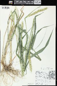 Elymus virginicus var. virginicus image