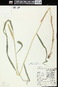 Elymus virginicus var. virginicus image