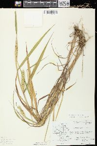 Elymus virginicus var. virginicus image