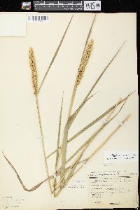 Elymus virginicus var. virginicus image