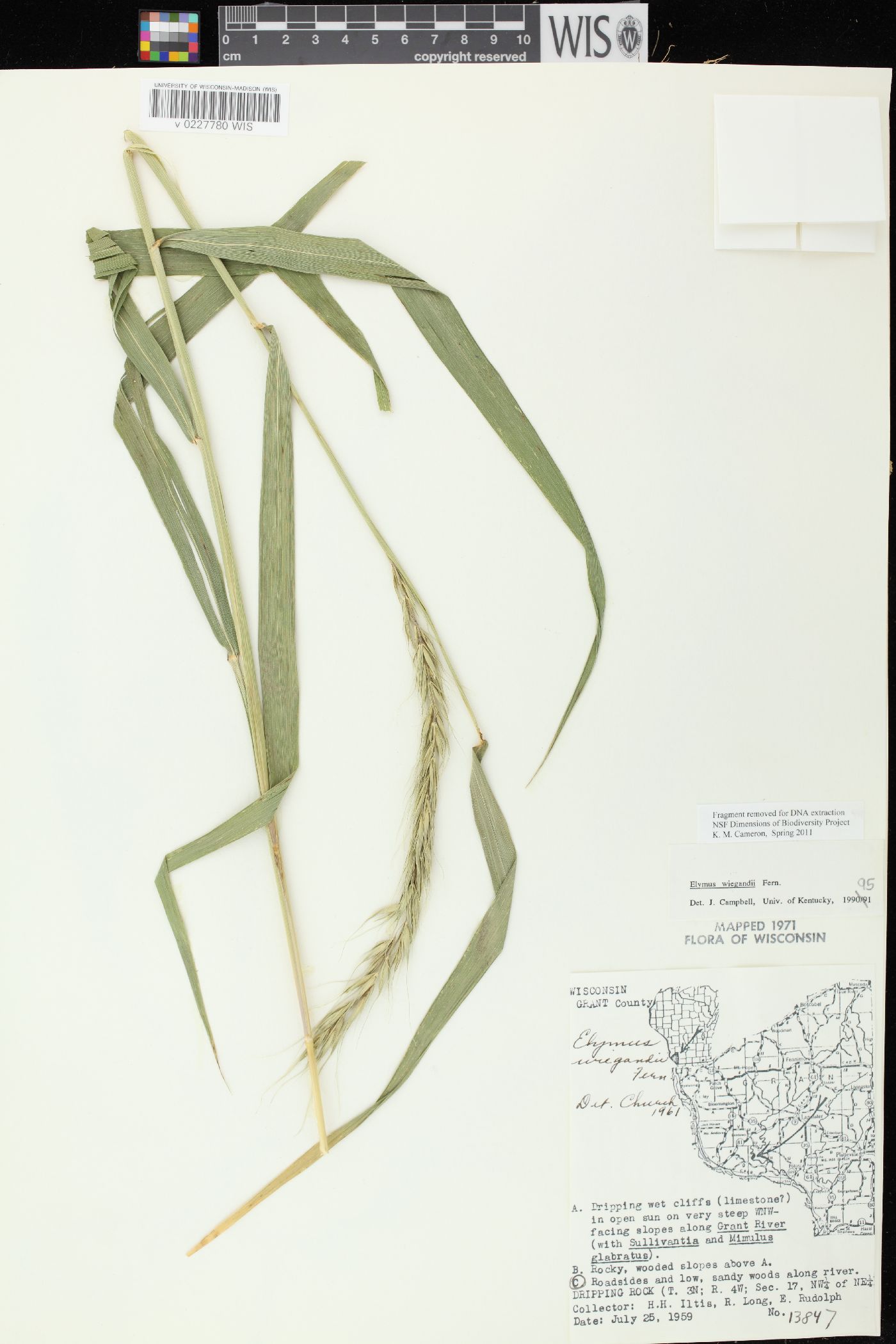 Elymus wiegandii image