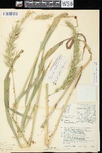 Elymus wiegandii image