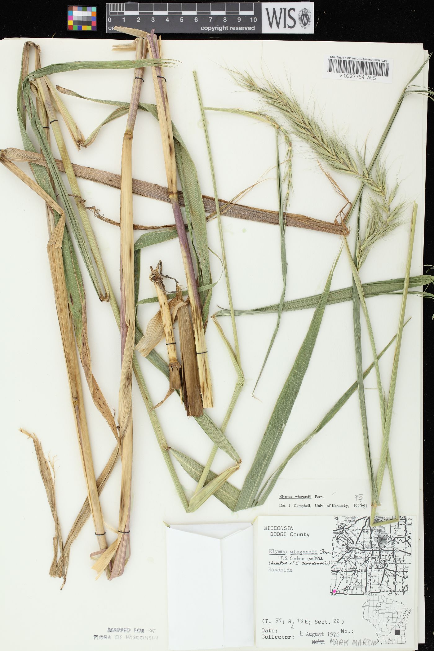 Elymus wiegandii image