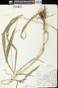 Elymus wiegandii image