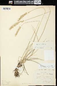 Pascopyrum smithii image