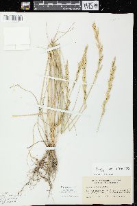 Pascopyrum smithii image