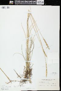 Pascopyrum smithii image