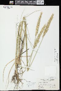 Pascopyrum smithii image