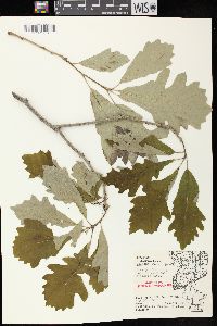 Quercus bicolor image