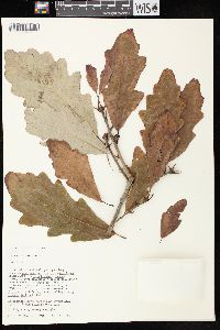 Quercus bicolor image