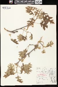 Quercus ellipsoidalis image