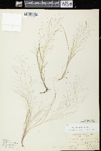 Eragrostis capillaris image