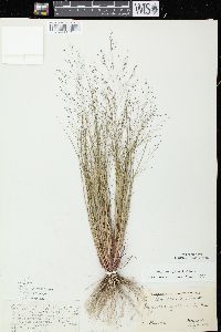 Eragrostis capillaris image