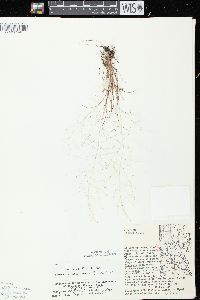 Eragrostis capillaris image