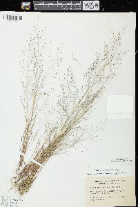 Eragrostis capillaris image