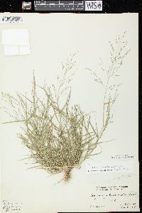 Eragrostis pectinacea var. pectinacea image