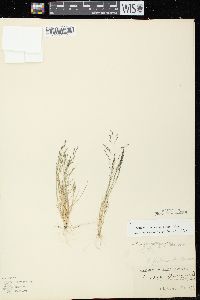 Eragrostis pectinacea var. pectinacea image