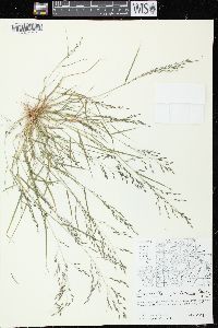 Eragrostis pectinacea var. pectinacea image